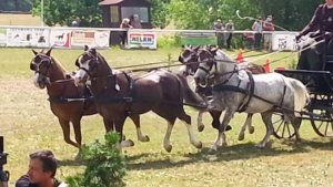 В Динском районе состоятся соревнования по конному спорту