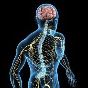 Травмы периферической нервной системы, головного и спиного мозга