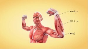 Сократительные механизмы: карнозин как регулятор функции скелетной мышцы